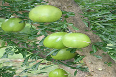 Crescentia cujete